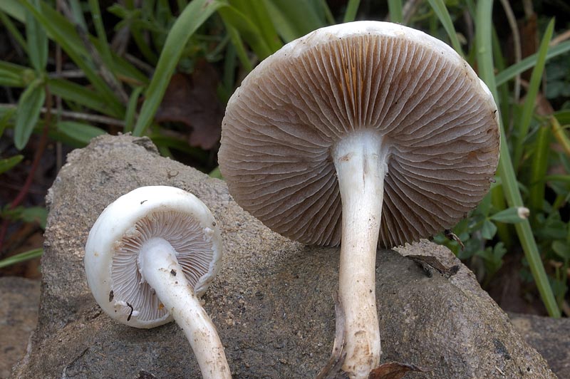 agrocybe1.jpg