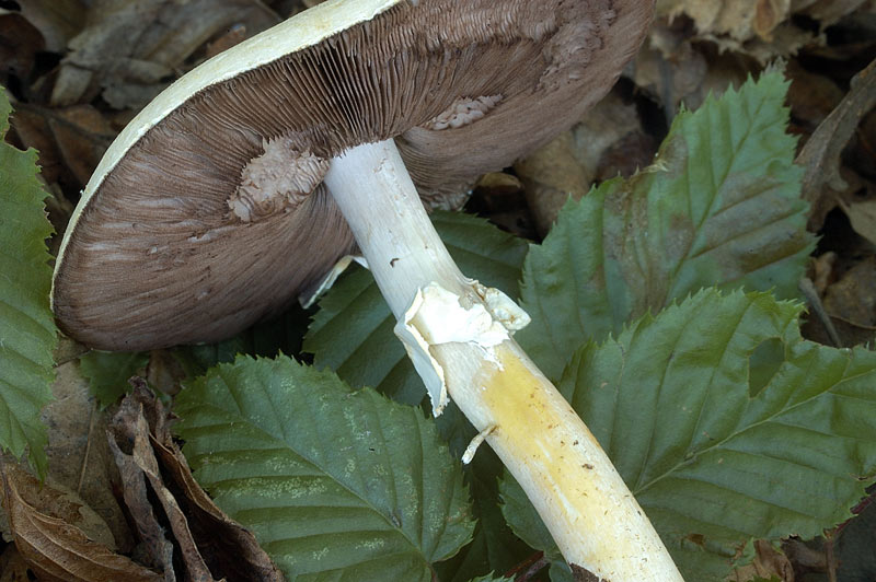 agaricus1.jpg