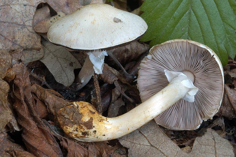 agaricuspiccolo6.jpg