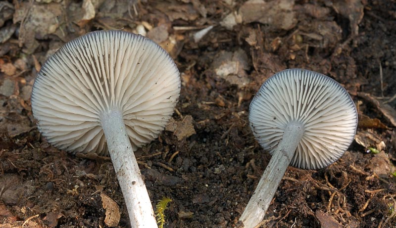 entoloma2.jpg