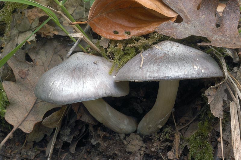 pluteus.jpg