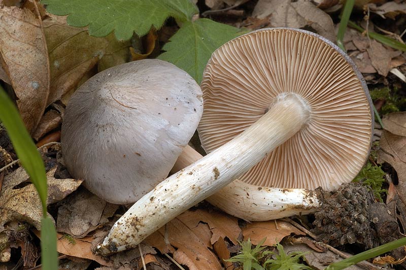 pluteus1.jpg