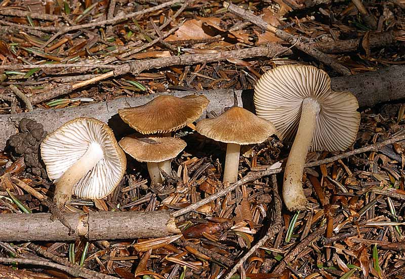 inocybe1.jpg