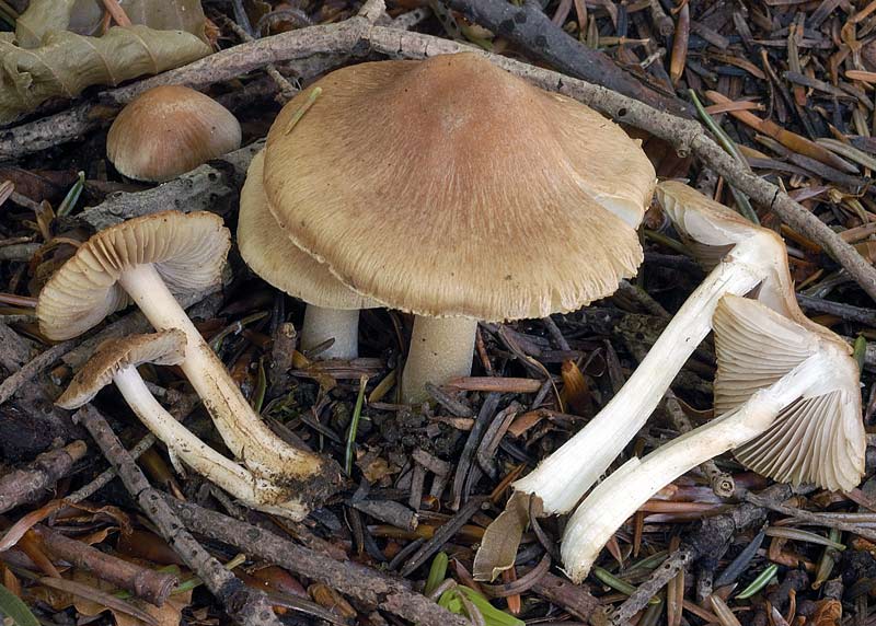 inocybe4.jpg