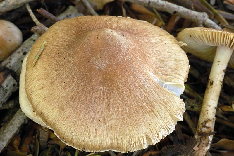 inocybe2.jpg