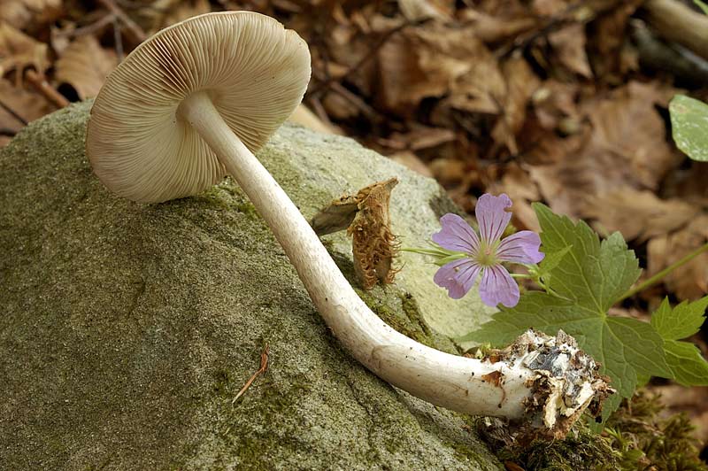 pluteus2.jpg