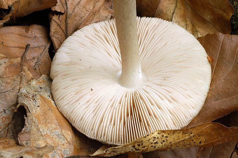 pluteus3.jpg