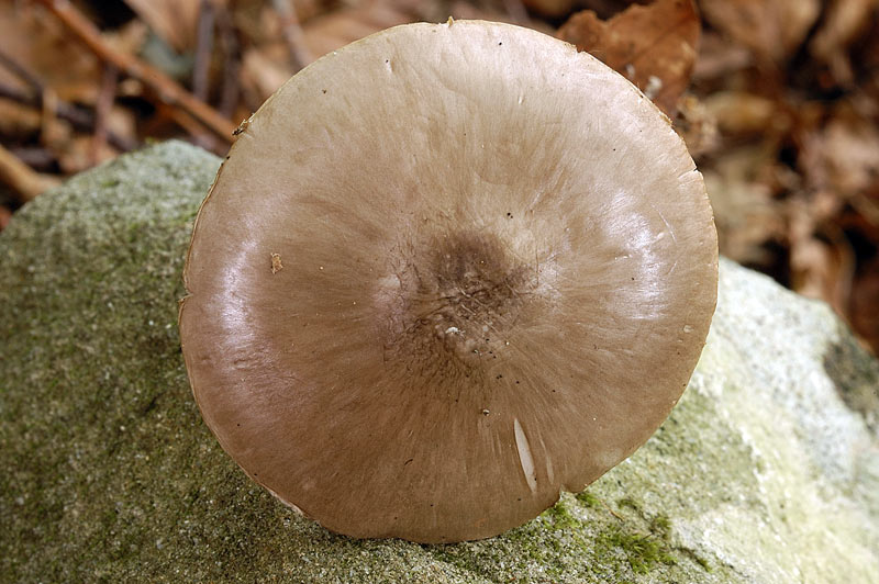 pluteus4.jpg