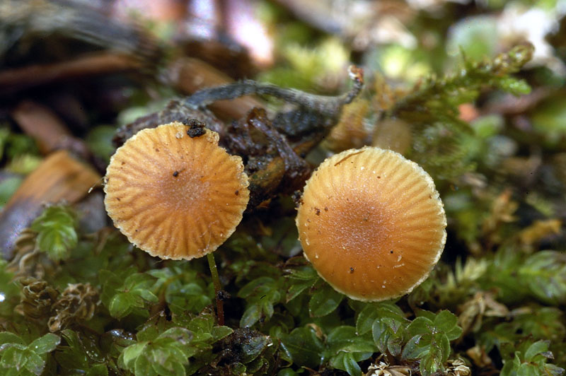 galerina3.jpg