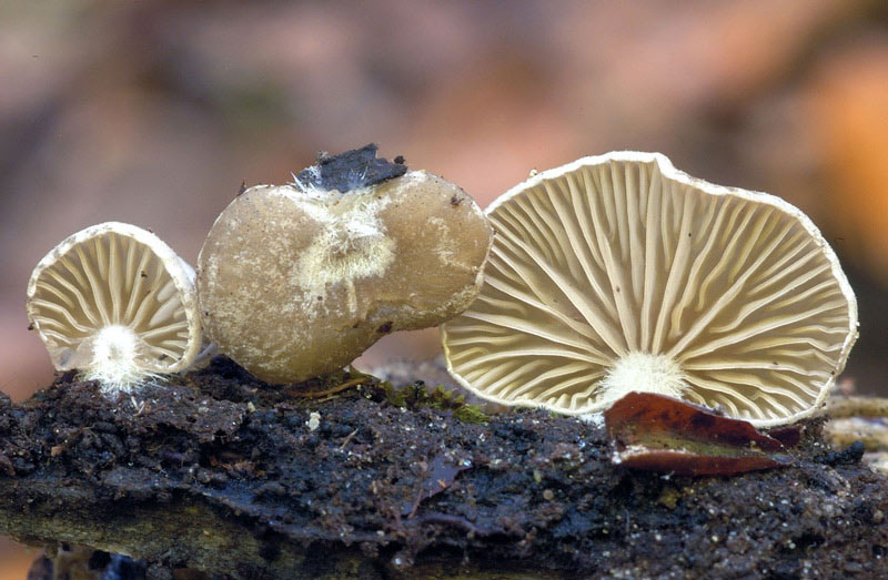 crepidotus2.jpg