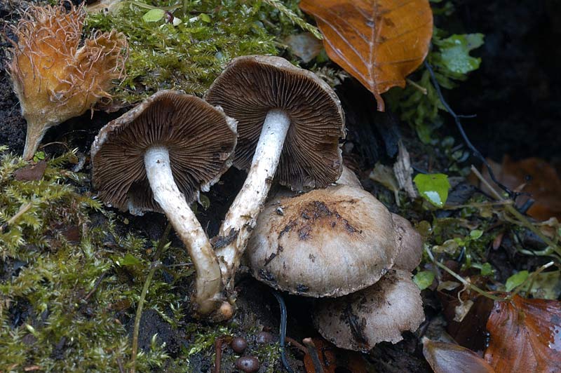 cystolepiota2.jpg