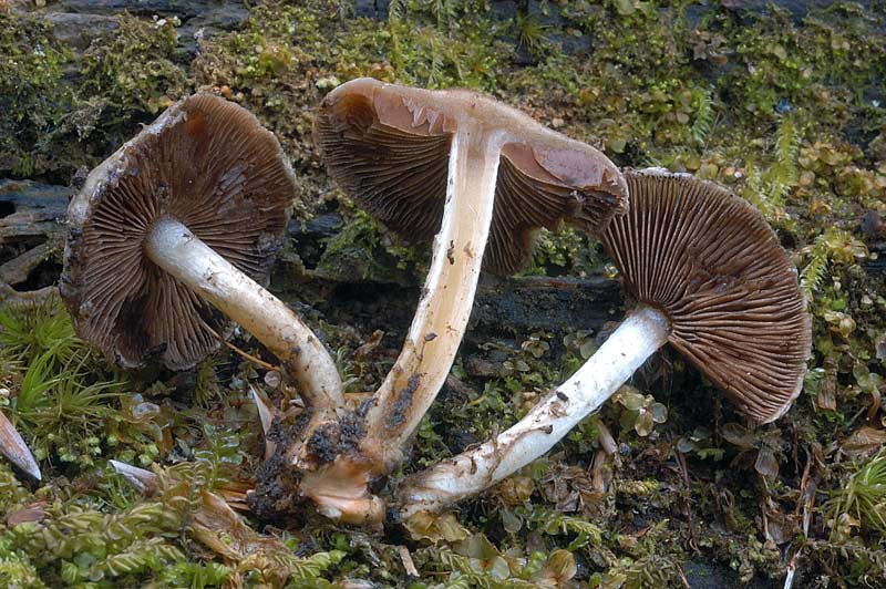 cystolepiota1.jpg