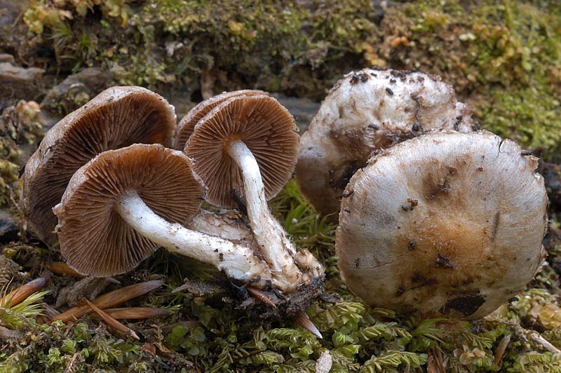 cystolepiota.jpg