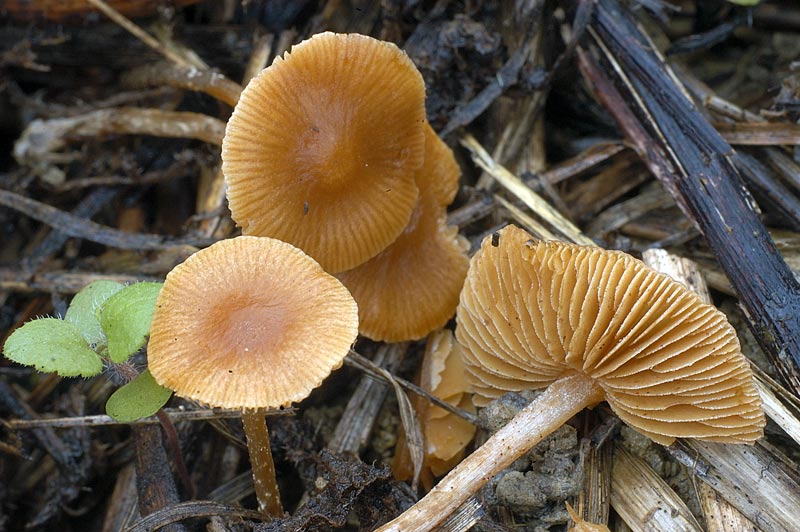 galerina1.jpg