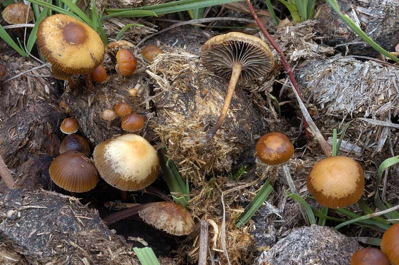 psilocybe1.jpg