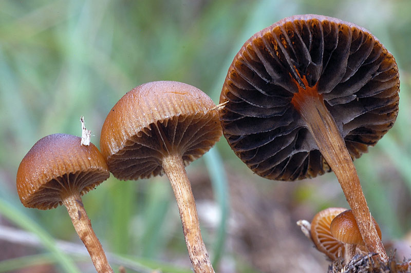 psilocybe4.jpg