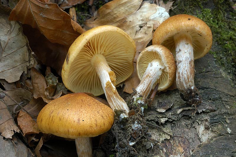 gymnopilus2.jpg