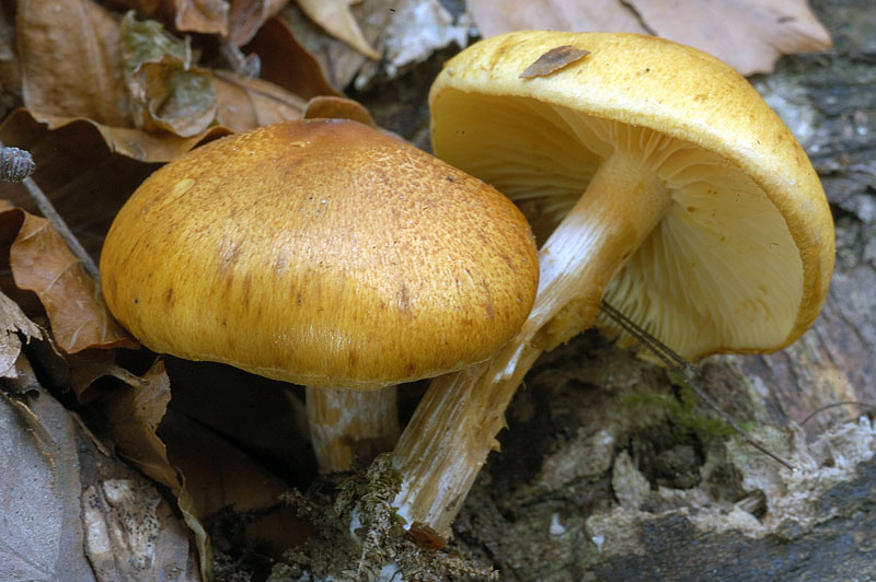 gymnopilus1.jpg