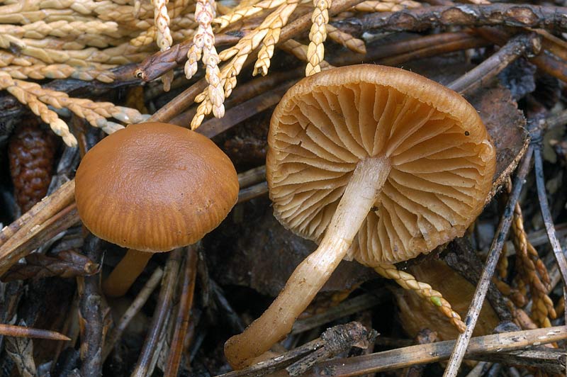 galerina1.jpg