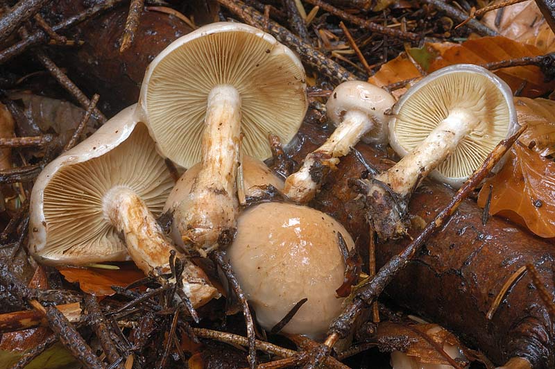 stropharia3.jpg