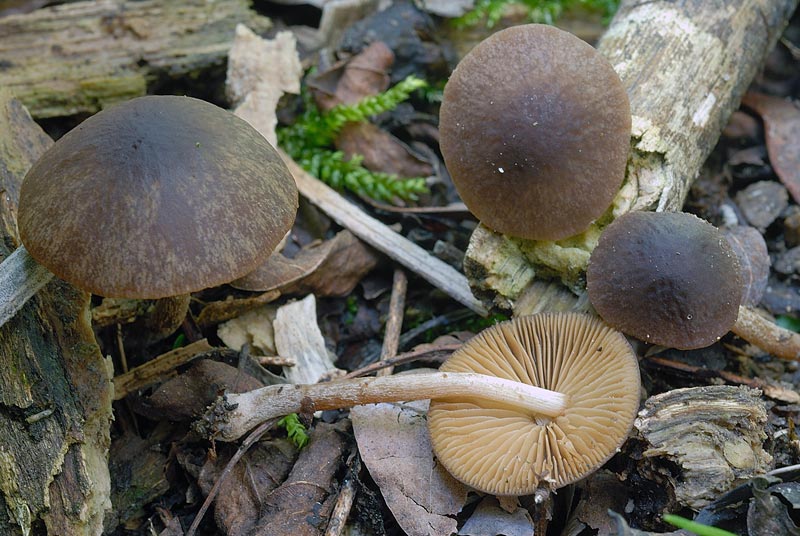 conocybe4.jpg