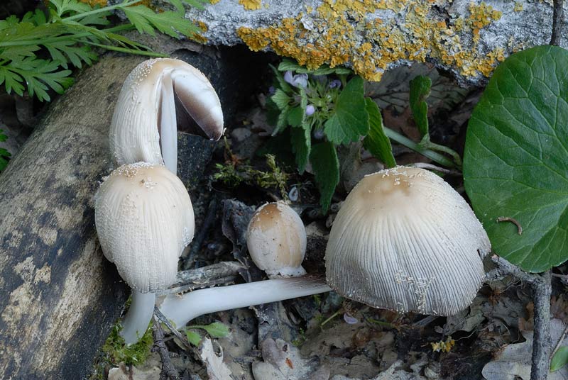 coprinus.jpg