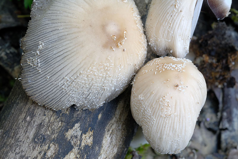 coprinus1.jpg