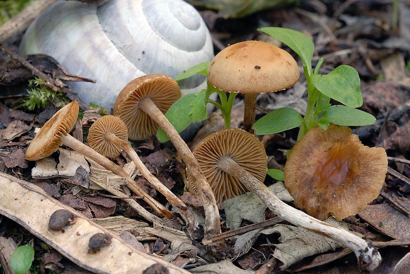 conocybe2raccol.jpg