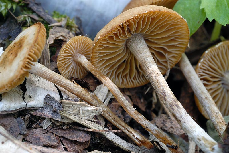 conocybe2raccol1.jpg