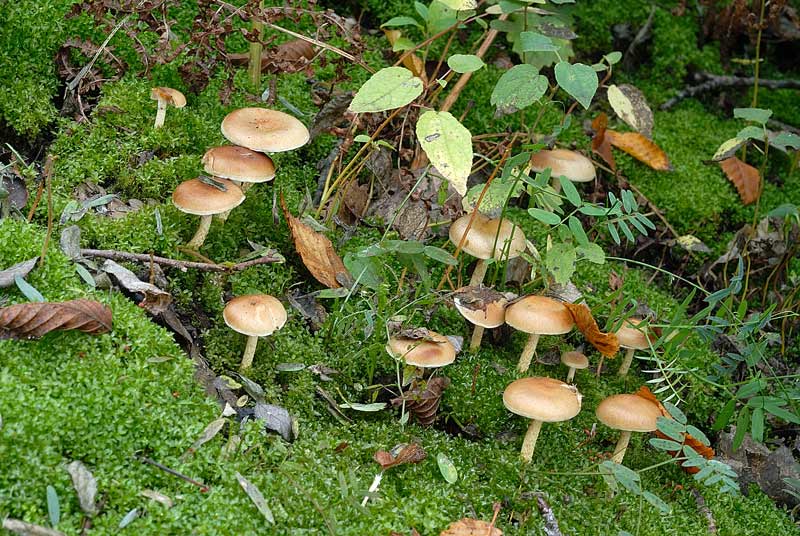 pholiota1810a.jpg