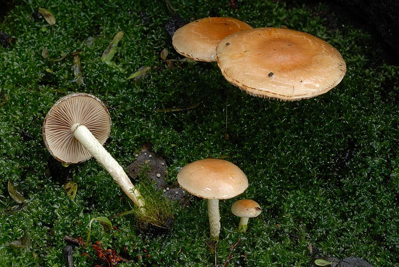 pholiota2910.jpg