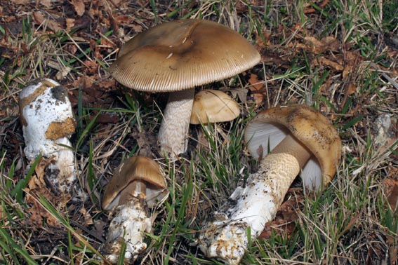 Amanita_submembranacea_2.jpg