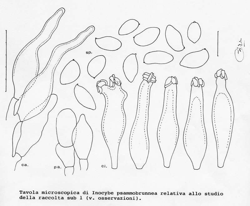 psammobrunnea.jpg.jpg