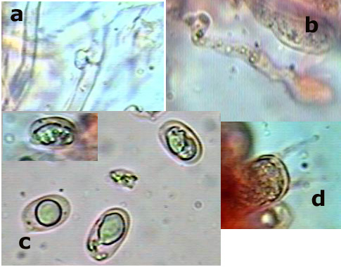 Cerocorticium_molare9.jpg