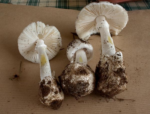 Amanita_verna_v_decipiens0003.jpg