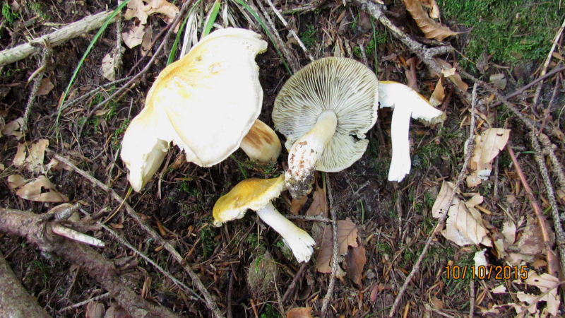 Tricholoma3.JPG