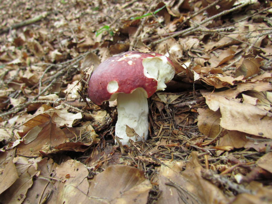 Russula2.JPG