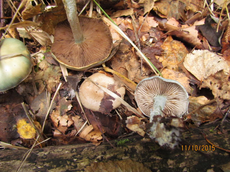 Stropharia2.JPG