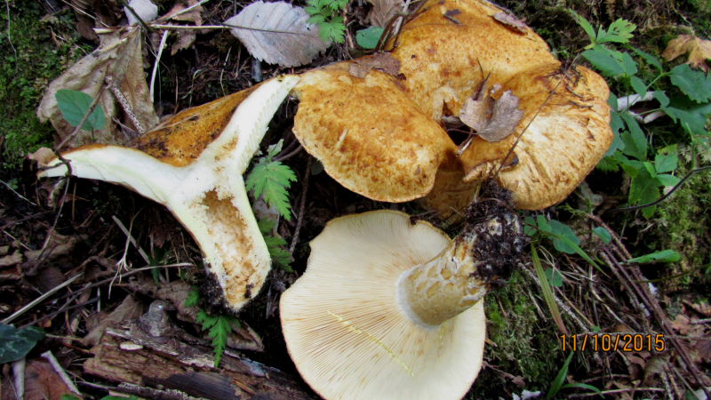 Lactarius2.JPG