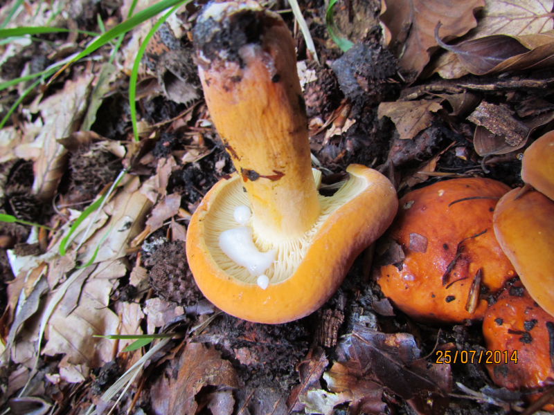 Lactarius volemus2.JPG