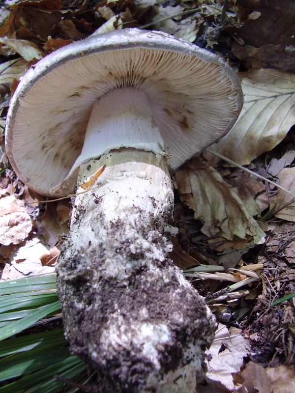 Amanita3.JPG