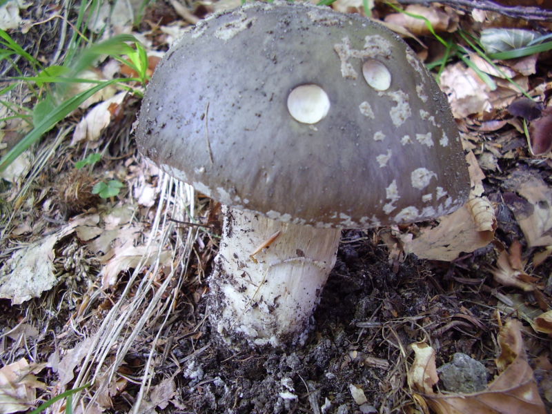 Amanita1.JPG