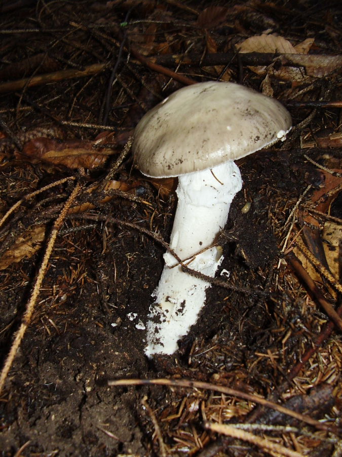 Amanita4.JPG