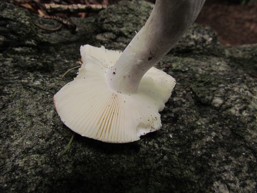 Russula1.JPG