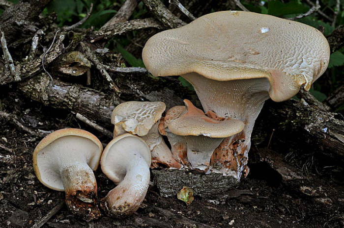 lentinus3.JPG