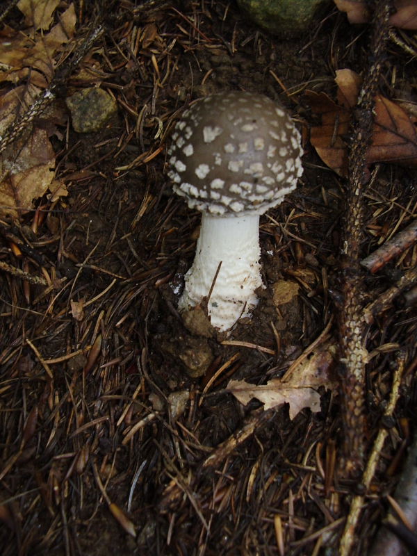 Amanita2.JPG