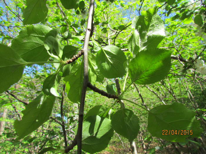 Albero da identificare6.JPG