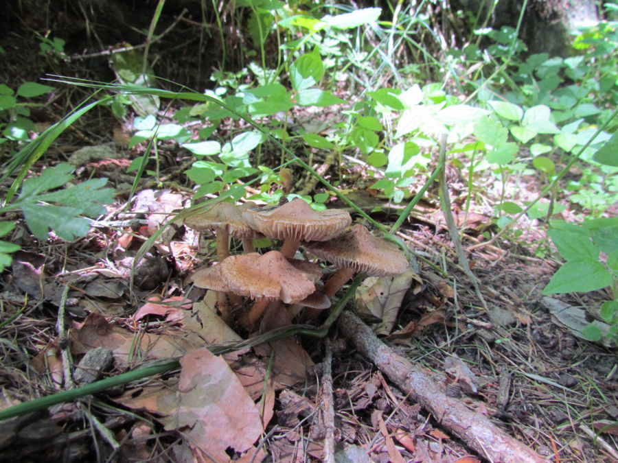 Pholiota 1.JPG