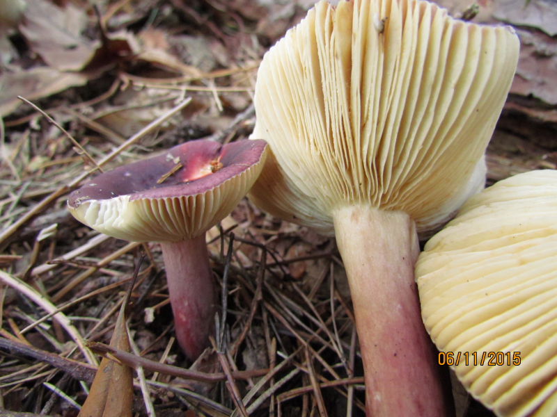 russula6.JPG