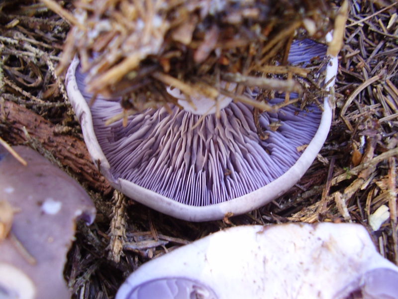 cortinarius4.JPG
